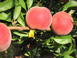 Персик Глория