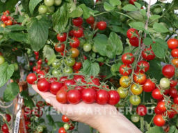 Томат Карамелла - Партнер фото 5