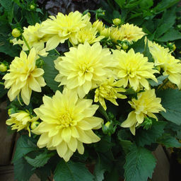 ГЕОРГИНА Гэллери Пинто Разбор I Кол-во упак., шт 1