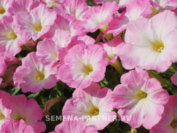 Петуния Зацветёт Short Корал Блаш многоцветковая каскадная - Партнер фото 4