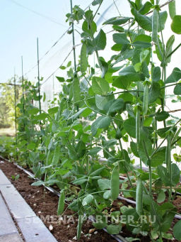 Горох овощной Сомервуд - Партнер фото 6