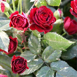 R574 ЭЛИ СЕМУН