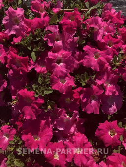 Петуния Супремо Эмилия полуампельная тёмно-розовая - Партнер фото 4