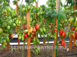 Томат Жиголо - Партнер фото 5