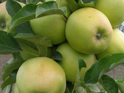 Яблоня Мутсу