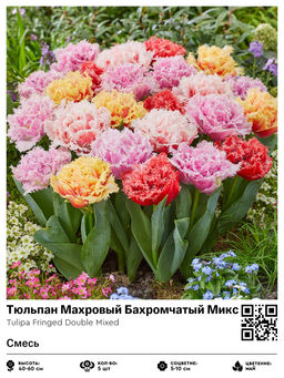 Тюльпан Fringed Double Mixed (Бахромчатый) - Голландские луковицы фото 2
