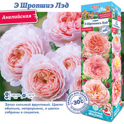 Роза Э Шропшиэ Лэд (Английская) 1шт