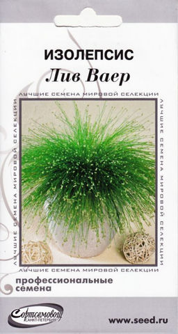 Изолепсис Лив Ваер