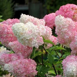 Гортензия метельчатая "Vanille Fraise" ("Ваниль фрайз")