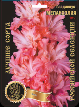 Гладиолус Меланхолия 445,Фотин 2 р-р 7шт (Ф)