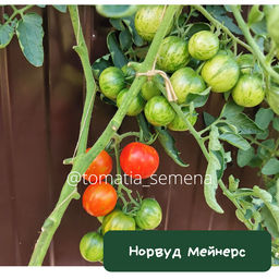 Норвуд Мейнерс - Tomatia фото 2