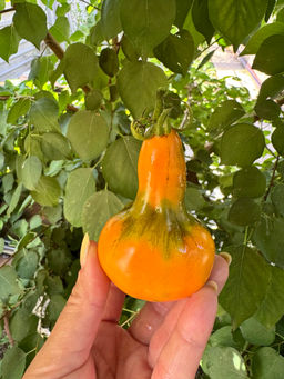 Мила НОВИНКА 2025 года!