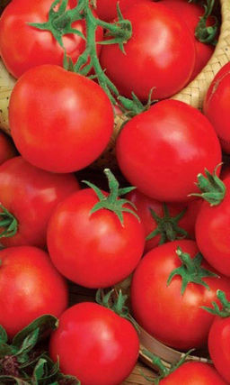 Томат РАННИЙ 83 Неприхотливый сорт из серии ленивых томатов! Устойчив к фитофторе! Плоды мясистые, сочные, ароматные!