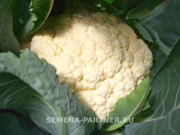Капуста цветная Кул - Партнер фото 4