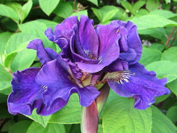 Ирис Concord Crush (Конкорд Краш) - Долина роз фото 2