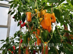 Перец сладкий Кеша - Партнер фото 3