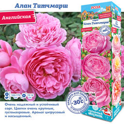 Роза Алан Титчмарш (Английская) 1шт