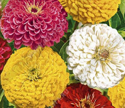 Цинния Крупноцветковая, смесь окрасок 0,5г (Аэлита)