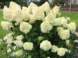 Гортензия метельчатая Лаймлайт - Долина роз фото 2
