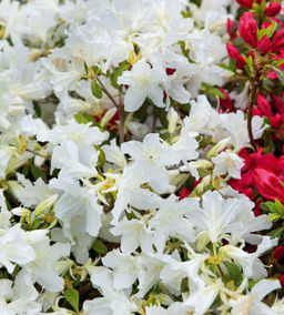 Азалия японская Рододендрон Adonis (Адонис) - Голландские луковицы фото 4