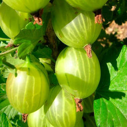 Крыжовник Малахит, куст 3-летний