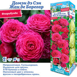 Роза Домэн дэ Сэн Жан де Борегар (Флорибунда) 1шт
