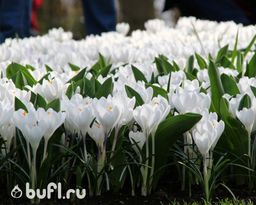 Крокус Jeanne dArc (10 луковиц) - Bufl фото 2
