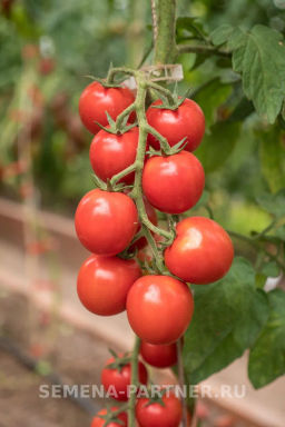 Томат Черри Кокта - Партнер фото 5