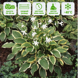 Хоста Со Свит