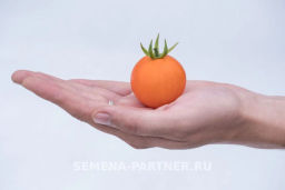Томат Оранжевый Земледелец - Партнер фото 3