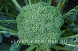 Капуста брокколи Батавия - Партнер фото 2