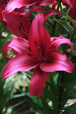 ЛИЛИЯ Новембер Рэйн Разбор 12/14 Кол-во упак., шт 5