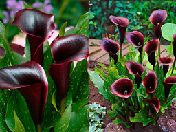 Калла Schwarzwalder (Шварцвальдер)