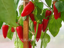 Перец сладкий Никки - Партнер фото 4
