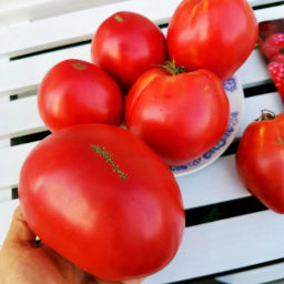 Помидоры Благодарное Сердце