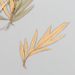 Цена за 6 шт. Сухоцвет Лист полыни горькой бежевый h=5-8 см