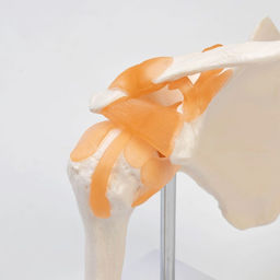 Макет «Плечевой сустав» 23×15×15 см