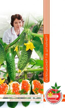 Огурец МАША СИБИРЯЧКА F1 коллекция Татьяны Штайнерт Авторская селекция