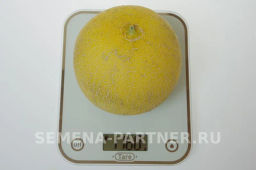 Дыня Амина - Партнер фото 2