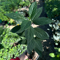 Гортензия метельчатая Металлика