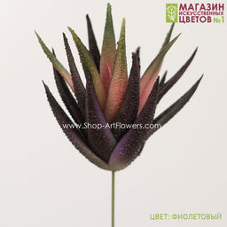 187 Хавортия