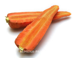 Морковь Боливар - Партнер фото 3