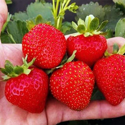 Клубника Флорида Бьюти А 10шт/пучок