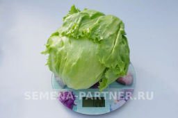 Салат кочанный Тарзан - Партнер фото 4