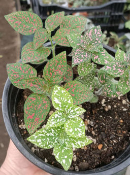 Гипоэстес 3 шт разного цвета, горшок С2