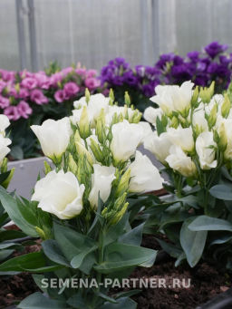 Эустома карликовая айвори Мисс Эбони Бьютти - Партнер фото 5