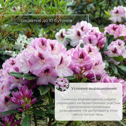 Рододендрон Lugano (Лугано) - Долина роз фото 4