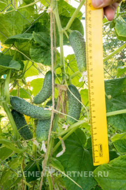 Огурец партенокарпический Эстет - Партнер фото 7