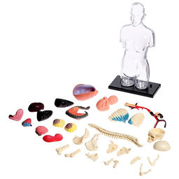 Набор для опытов Строение тела, беременная женщина - Эврики фото 4