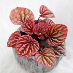 Пеперомия Абрикос